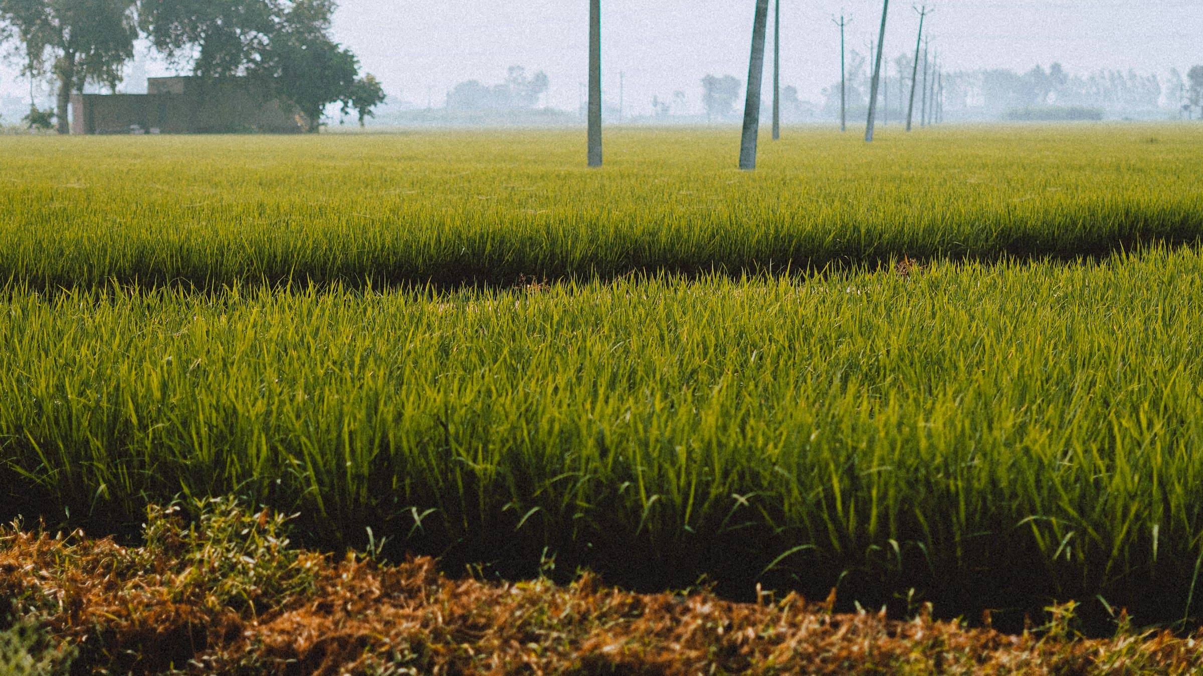 Green agricultural fields of rural Punjab under an open sky