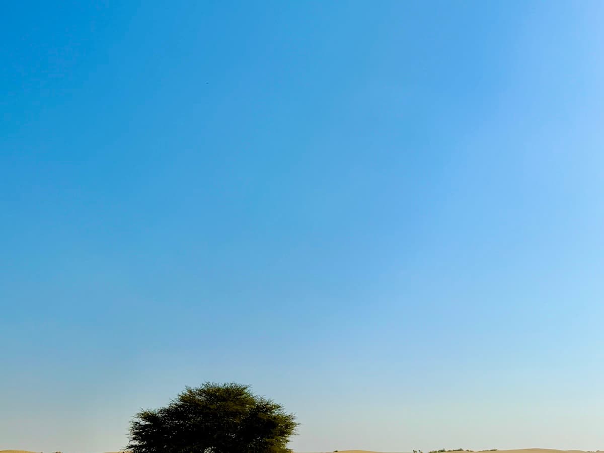 A lone tree in the golden dunes of the Thar Desert near Sam, Rajasthan