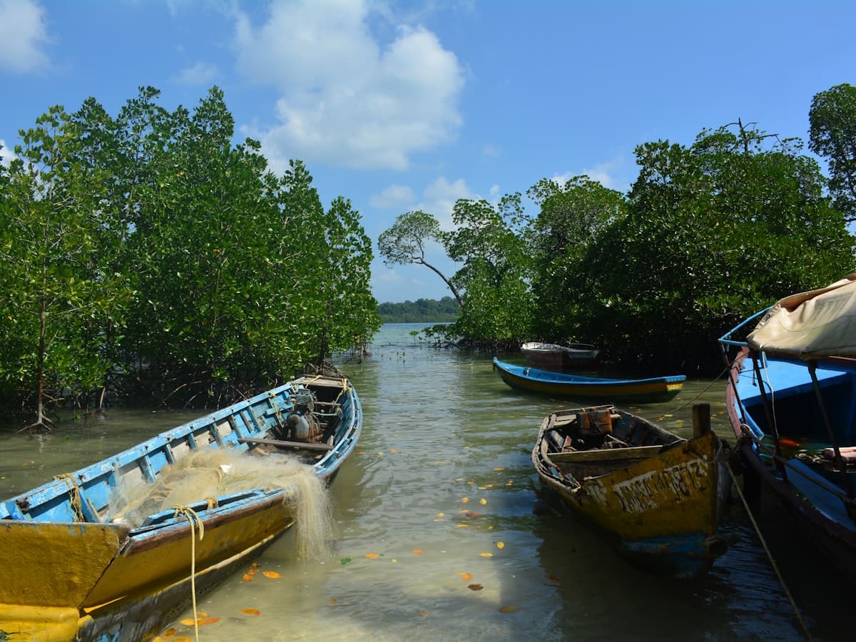 Small wooden boats moored among mangrove trees in the Andaman Islands