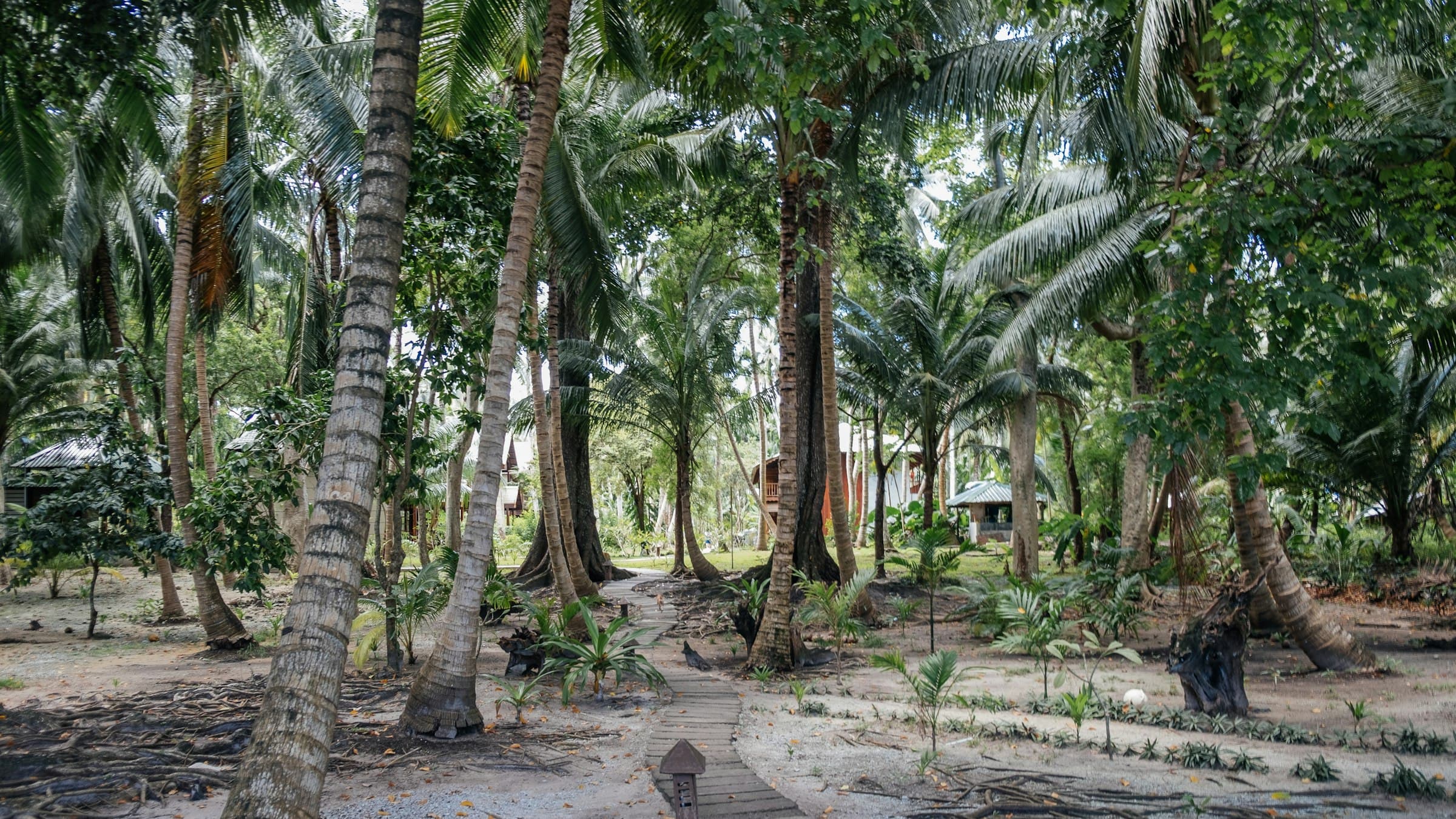 A quiet palm-lined pathway through Neil Island, Andaman Islands
