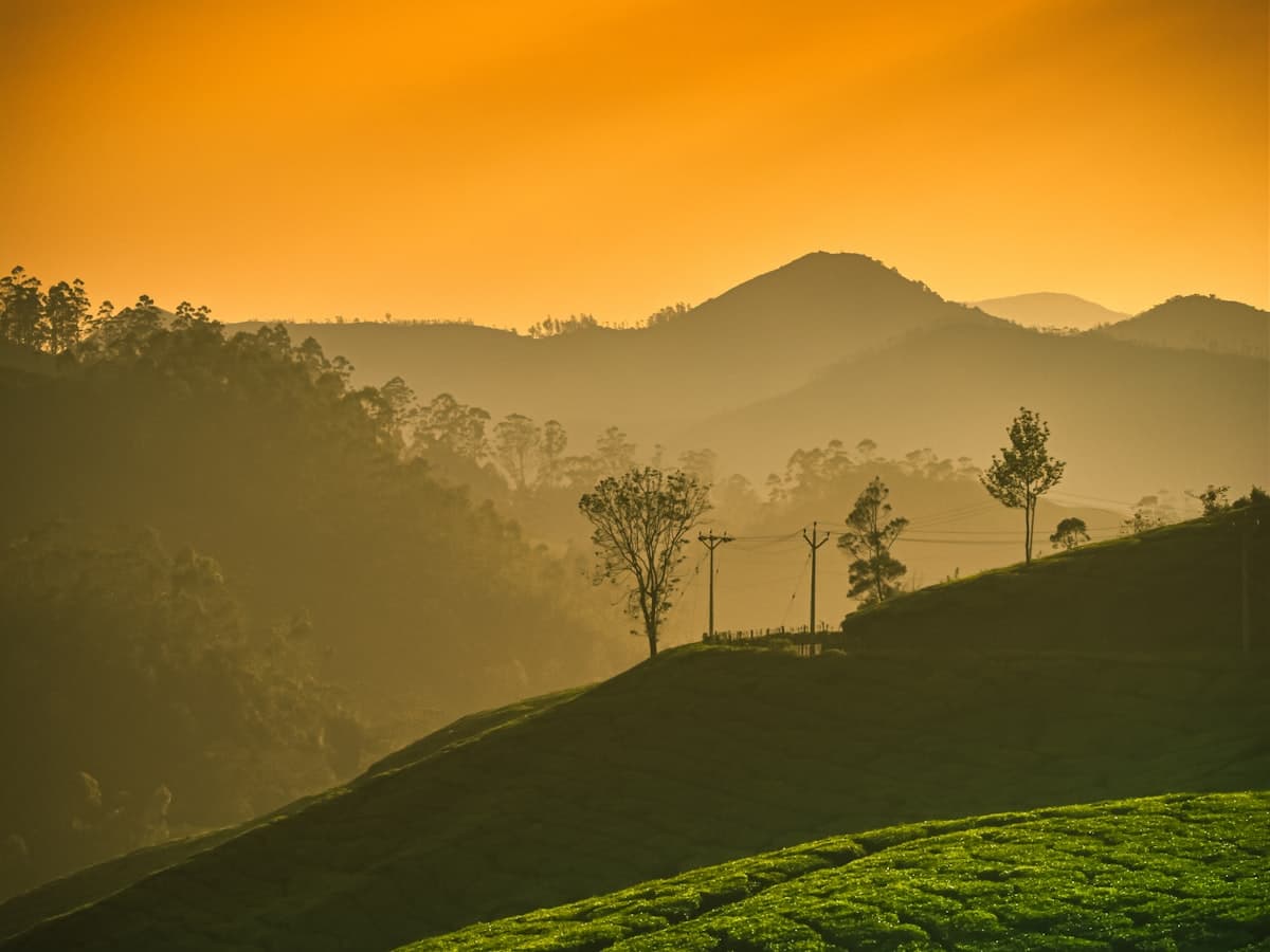 Green tea plantations covering rolling hills under a warm orange sky