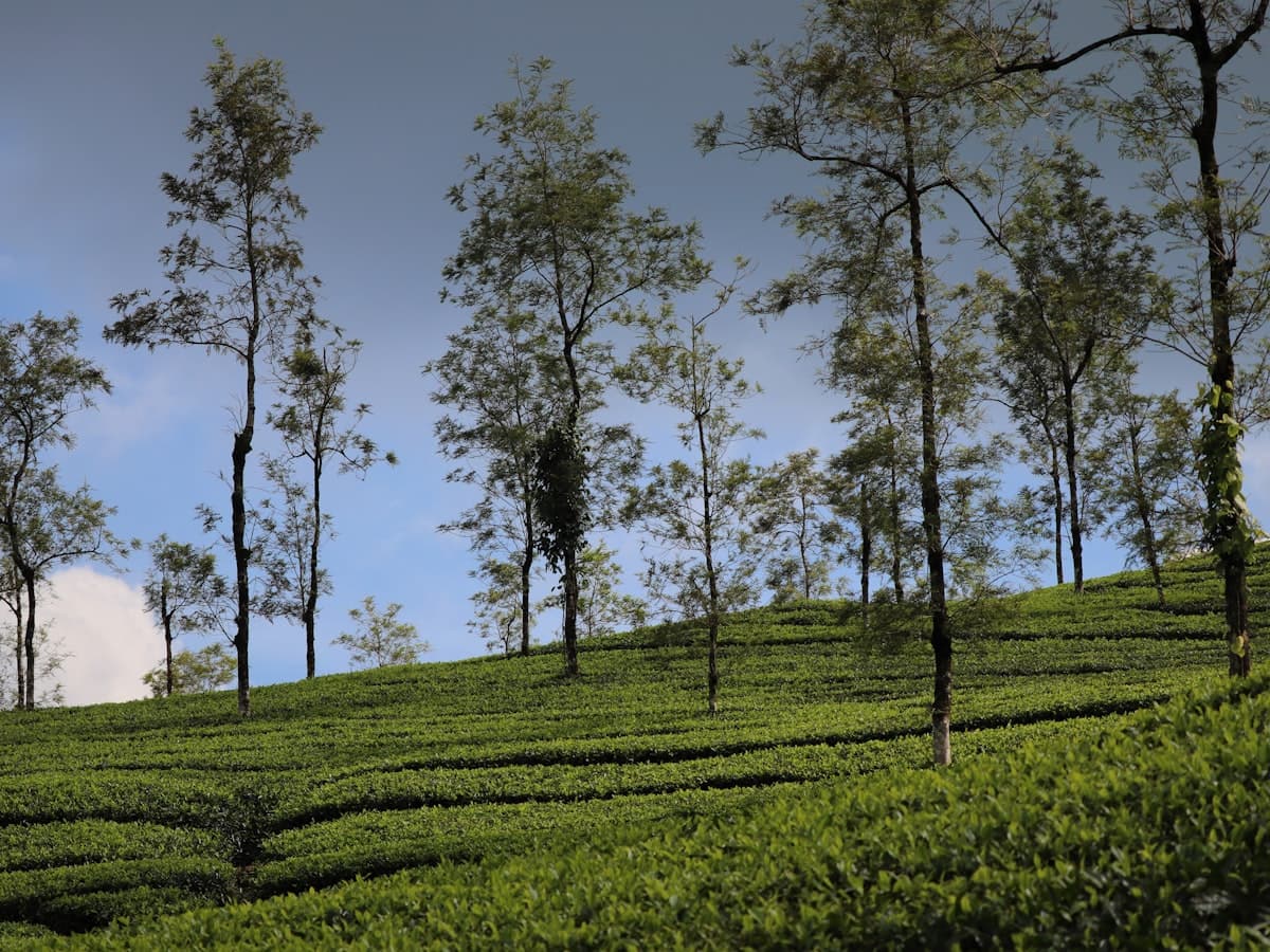 A row of tall trees along the crest of a lush green hillside in the Cardamom Hills