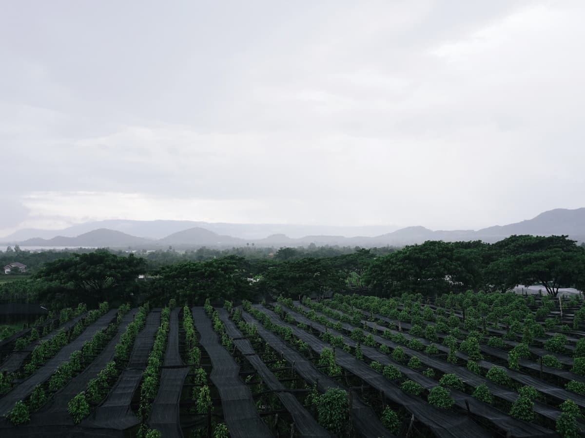 Rows of plantation crops on a hillside field with mountains behind