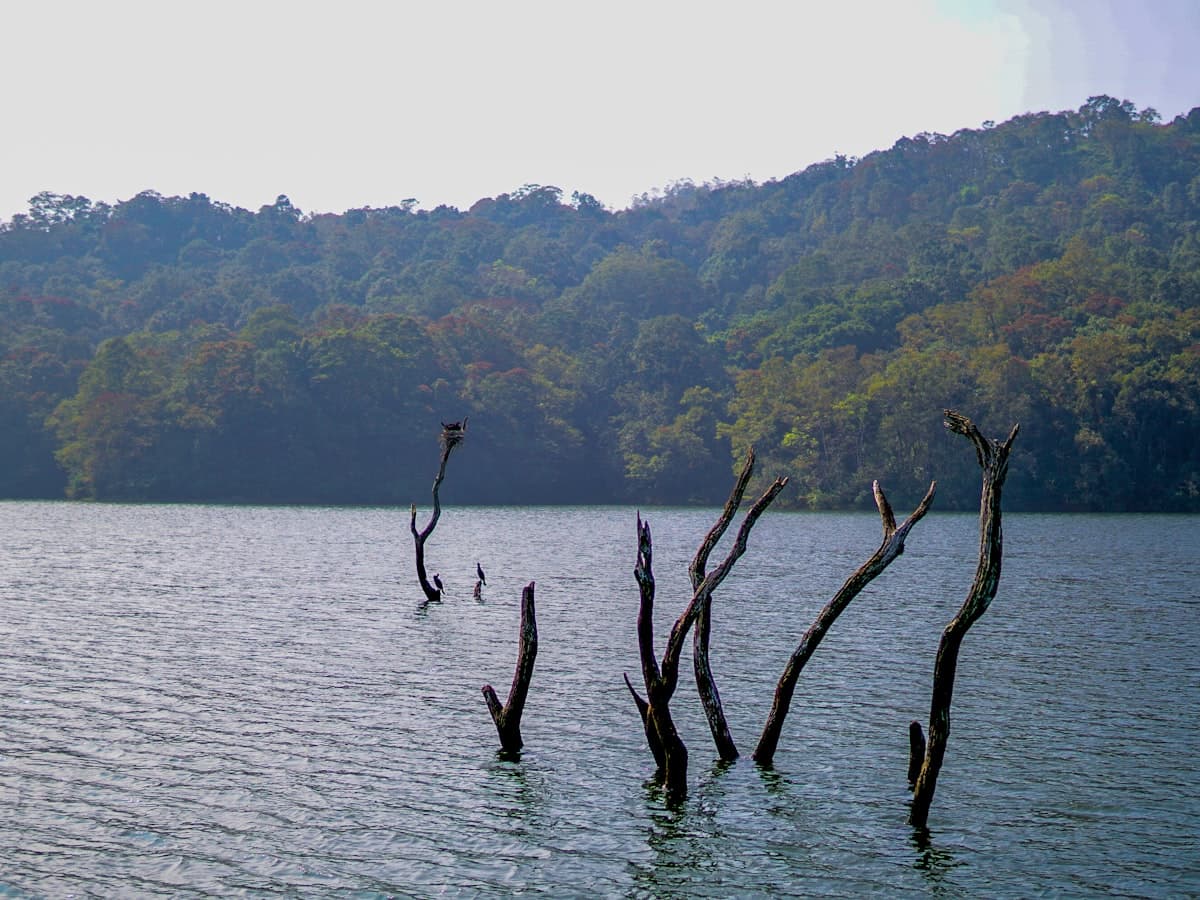 Bare drowned trees standing in the calm water of Periyar Lake below forested hills