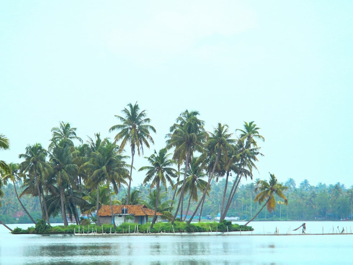 Tall green coconut palms crowding the edge of a still backwater channel
