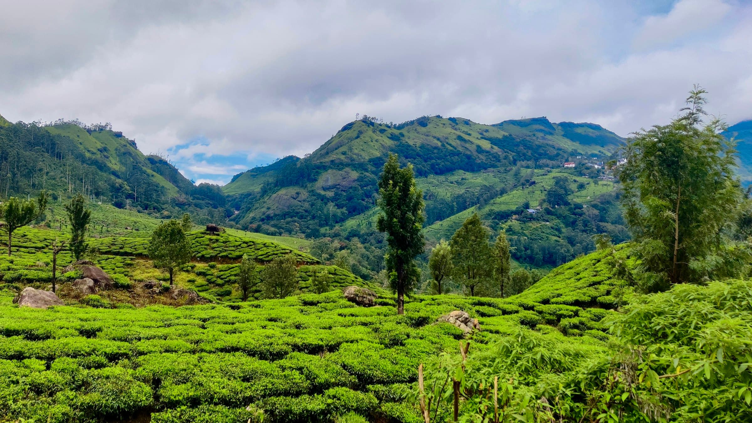 A lush green tea field with mountains rising behind it in Munnar