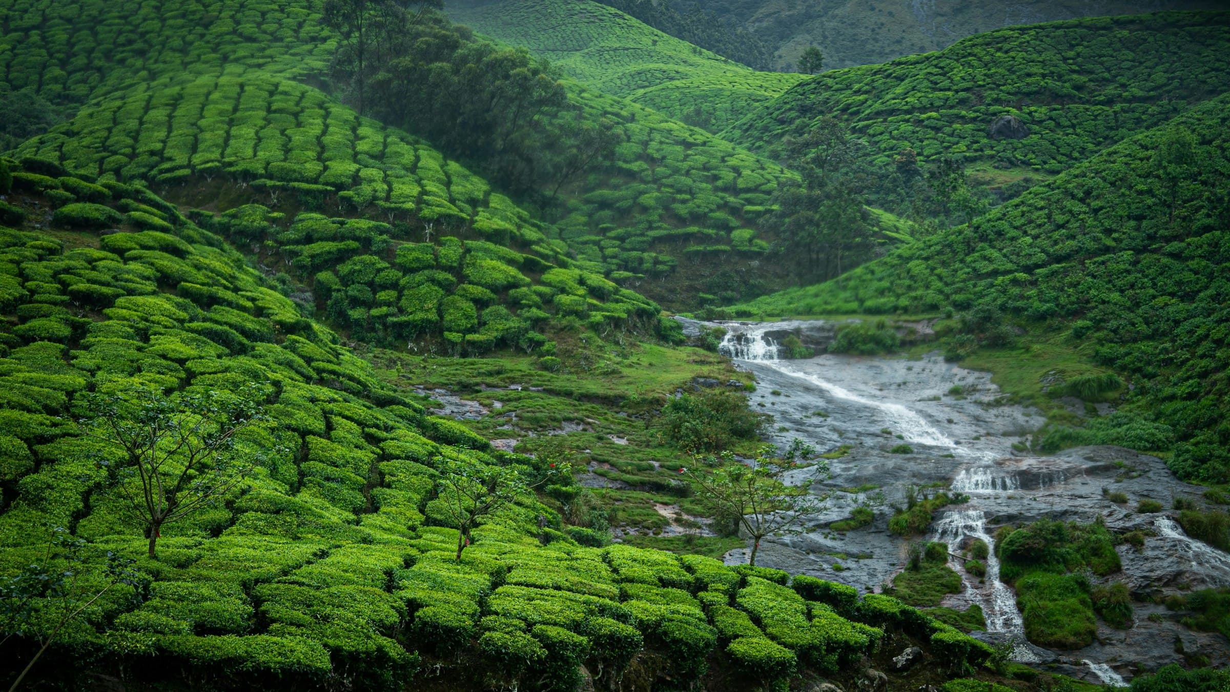 A green hillside in the high ranges with a stream running down through it