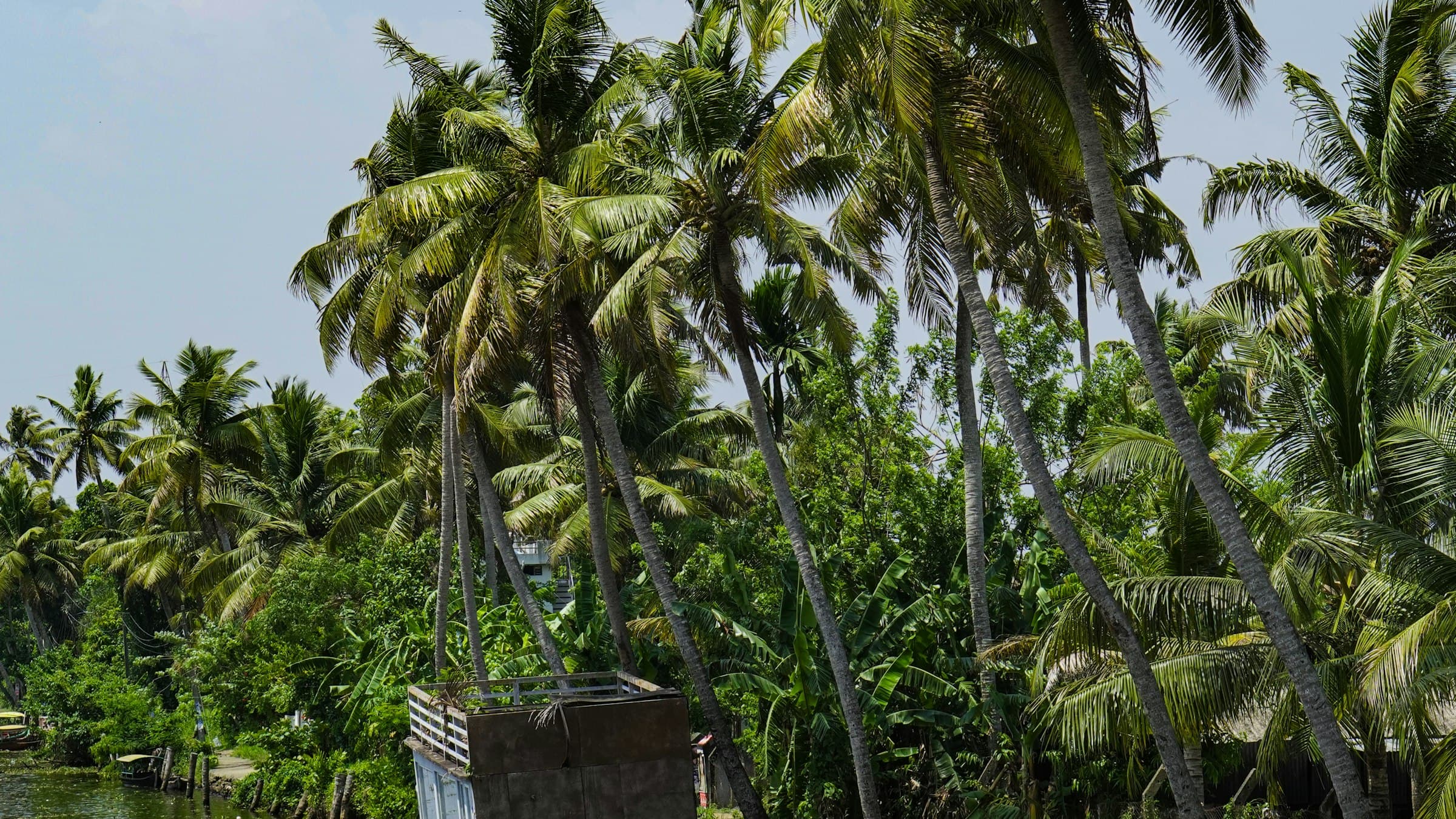 A boat travelling down a Kerala river lined with dense palm trees