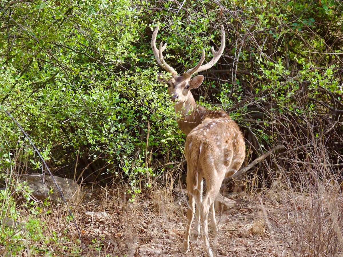 A deer standing in the middle of a forest