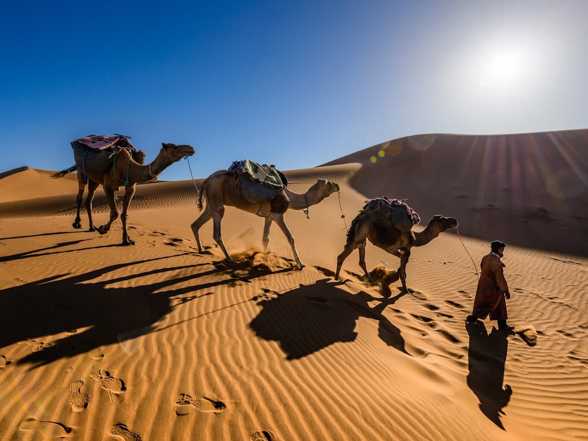 A man walking along with camels in the desert