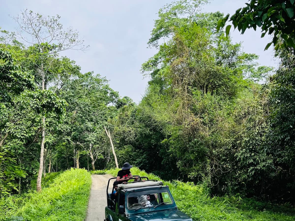 A jeep driving down a dirt road beside green forest