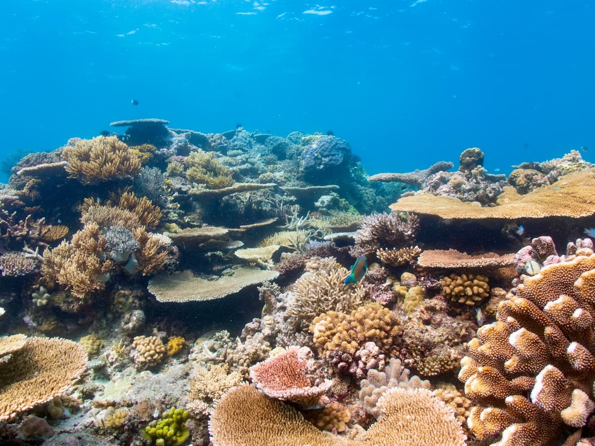 Colourful coral reef flourishing underwater