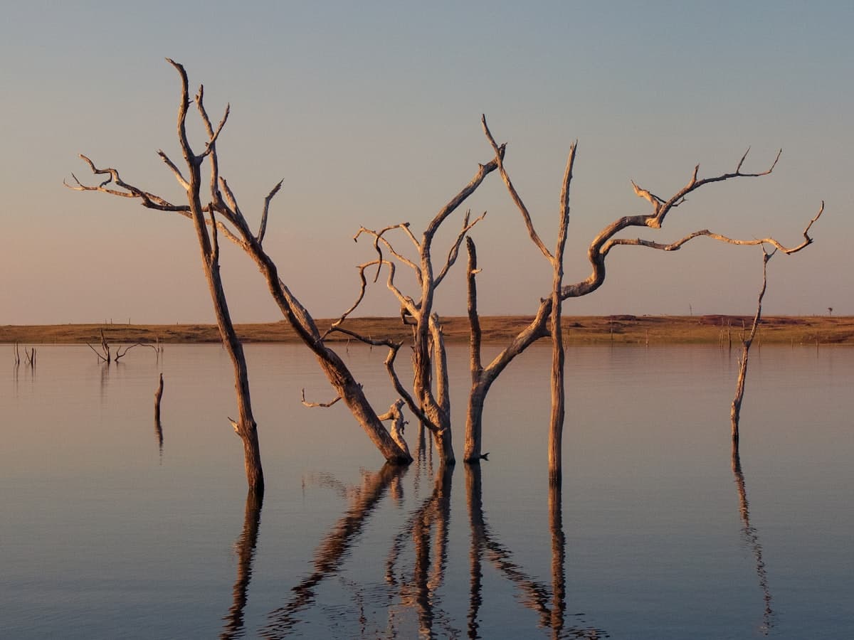 A dead tree standing in the middle of a body of water