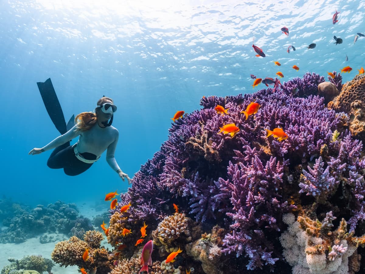 A diver swimming over a colourful coral reef