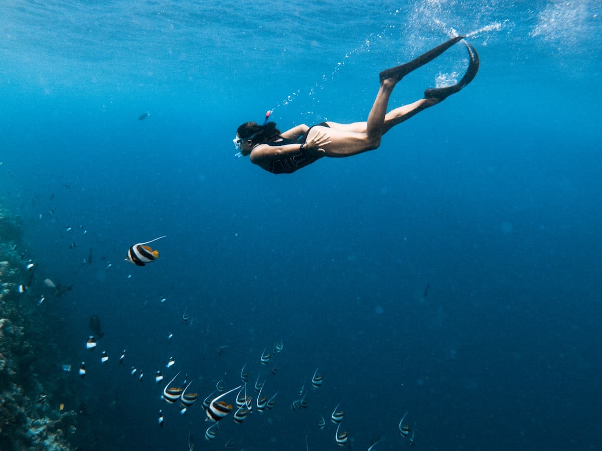 A person snorkelling with a school of fish