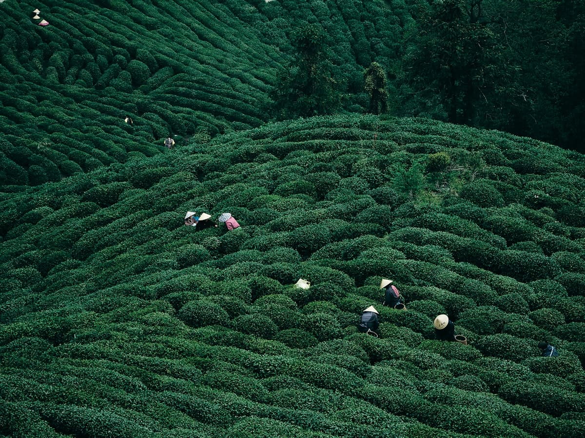 People harvesting tea leaves on a lush green hillside